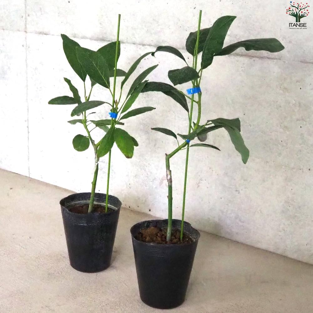 Amazon.co.jp: ITANSE アボカド グリーンゴールド 接木 5